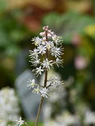 White Tiarella Foam Flower seeds for Planting - Compact Growth, Heirloom & GMO Free Seeds for Home Garden