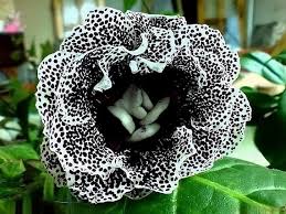Premium Black White Gloxinia Flower seeds for Planting Hardy Variety, Heirloom & GMO Free Seeds for Home Garden seeds