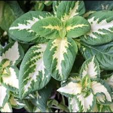 Yellow Green Coleus Flower seeds for Planting Colorful Display, Heirloom & GMO Free Seeds for Home Garden Sale vegetable and garden seeds