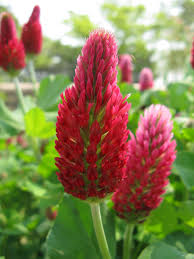Crimson Clover Flower seeds for Planting Cut Flower Favorite Heirloom & GMO Free Seeds for Home Garden