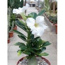 Adenium Flower seeds for Planting - Bright Blooms, Heirloom & GMO Free Seeds for Home Garden
 
 Sale seeds for home garden