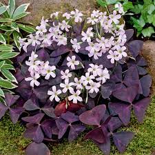 Triangularis Seeds For Fast Growth And Planting