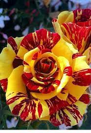 Red & Yellow Rose Flower Seeds - Vibrant Roses For Planting In Your Garden