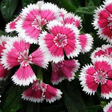 White Mix Dianthus Seeds For Planting - Elegant Flower Blooms