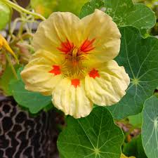 High quality Light Yellow Nasturtium Flower seeds for Planting Seasonal Bloomer, Heirloom & GMO Free Seeds for Home Garden seeds pack