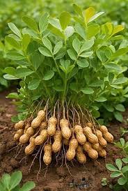 Peanut Flower seeds for Planting - Fragrant Blossoms, Heirloom & GMO Free Seeds for Home Garden
