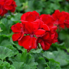 High quality Deep Red Geranium Flower seeds for Planting Shade Tolerant, Heirloom & GMO Free Seeds for Home Garden seeds pack