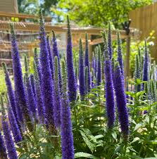 Premium Veronica Flower seeds for Planting Seasonal Bloomer, Heirloom & GMO Free Seeds for Home Garden seeds
