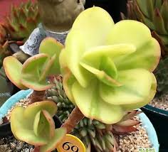 Green Echeveria Palida Flower seeds for Planting Pollinator Friendly, Heirloom & GMO Free Seeds for Home Garden vegetable and garden seeds