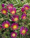 Fuchsia Cooperi Flower seeds for Planting Pollinator Friendly, Heirloom & GMO Free Seeds for Home Garden seeds for planting