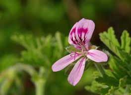 Graveolens Flower seeds for Planting - Drought Tolerant, Heirloom & GMO Free Seeds for Home Garden