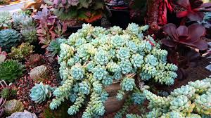 Sedum Succulent Planting Seeds: Black Green Variety Plant Seeds