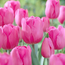 Premium Pink Tulip Flower seeds for Planting Bright Blooms, Heirloom & GMO Free Seeds for Home Garden seeds