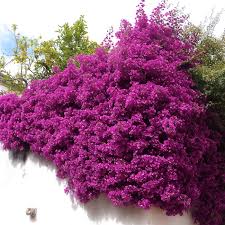 Bougainvillea Spectabilis Flower seeds for Planting - Pollinator Friendly, Heirloom & GMO Free Seeds for Home Garden