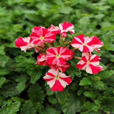 Premium Stripe Verbena Flower seeds for Planting Wildflower Mix, Heirloom & GMO Free Seeds for Home Garden seeds