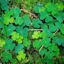Dark Green Four Leaf Clover Seeds For Planting Plant Seeds