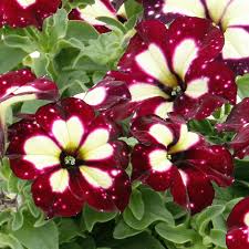 Premium White & Maroon Petunia Flower seeds for Planting Easy to Grow, Heirloom & GMO Free Seeds for Home Garden seeds