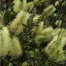 Green Callistemon Flower seeds for Planting Vibrant Colors, Heirloom & GMO Free Seeds for Home Garden seeds for planting