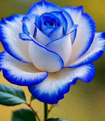 Light Blue Osiria Rose Flower seeds for Planting - Shade Tolerant, Heirloom & GMO Free Seeds for Home Garden