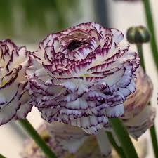 White Purple Ranunculus Flower seeds for Planting Cut Flower Favorite, Heirloom & GMO Free Seeds for Home Garden vegetable and garden seeds