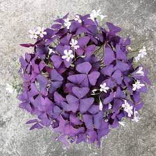 Triangularis Seeds For Fast Growth And Planting