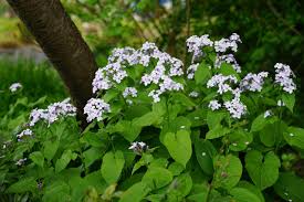 White Lunaria Flower seeds for Planting Drought Tolerant, Heirloom & GMO Free Seeds for Home Garden vegetable and garden seeds