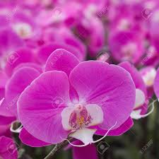 Butterfly Orchid Flower seeds for Planting Easy to Grow, Heirloom & GMO Free Seeds for Home Garden vegetable and garden seeds