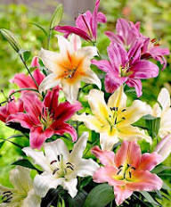 Lilly Flower seeds for Planting Seasonal Bloomer Heirloom & GMO Free Seeds for Home Garden