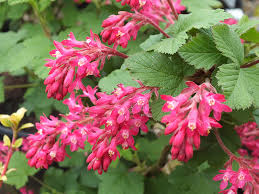 Premium Pink Ribes Sanguineum Flower seeds for Planting Perfect for Borders, Heirloom & GMO Free Seeds for Home Garden seeds