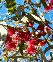Eucalyptus Flower seeds for Planting Bright Blooms Heirloom & GMO Free Seeds for Home Garden