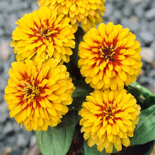 Yellow Zinnia Flower Seeds For Vibrant Planting
