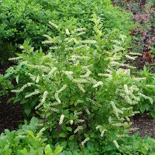 Verbena Chokecherry Flower seeds for Planting Perfect for Borders Heirloom & GMO Free Seeds for Home Garden