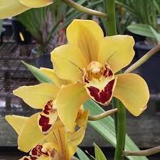 Heirloom Cymbidium Orchid Flower seeds for Planting Seasonal Bloomer Heirloom & GMO Free Seeds for Home Garden