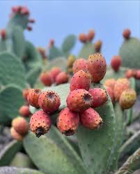 Orange Prickly Pear Cactus (Nopal, Indian Fig) Opuntia ficus-indica Fruit & Flower Seeds