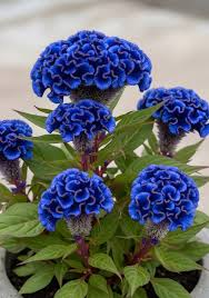 Blue Cockscomb Flower seeds for Planting - Drought Tolerant, Heirloom & GMO Free Seeds for Home Garden