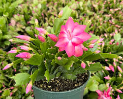 Purple Schlumbergera Flower seeds for Planting Low Maintenance, Heirloom & GMO Free Seeds for Home Garden vegetable and garden seeds