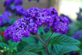 Heliotrope Flower seeds for Planting Wildflower Mix, Heirloom & GMO Free Seeds for Home Garden seeds for planting