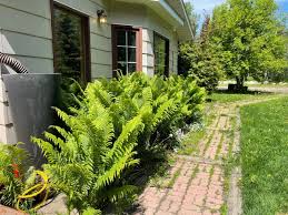 Ostrich Plant Seeds: Essential Planting And Growth Guide