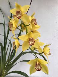 Oncidium Flower seeds for Planting Vibrant Colors Heirloom & GMO Free Seeds for Home Garden