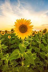 Sunflower Seeds For Planting - Bright Yellow Variety Flower