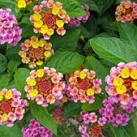 Feston Purple Yellow Rose Flower seeds for Planting Wildflower Mix, Heirloom & GMO Free Seeds for Home Garden seeds for home gardening