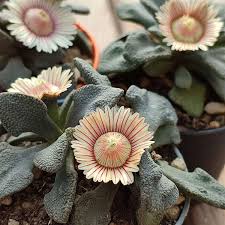 Premium Titanopsis Fulleri Flower seeds for Planting Low Maintenance, Heirloom & GMO Free Seeds for Home Garden seeds