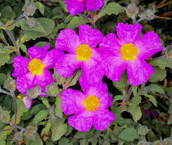 CISTUS Flower seeds for Planting Vibrant Colors, Heirloom & GMO Free Seeds for Home Garden vegetable and garden seeds