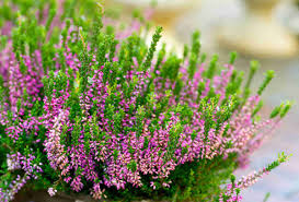 Calluna Vulgaris Flower seeds for Planting - Pollinator Friendly, Heirloom & GMO Free Seeds for Home Garden