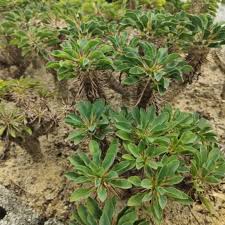 Premium Green Euphorbia Duranii Flower seeds for Planting Compact Growth, Heirloom & GMO Free Seeds for Home Garden seeds