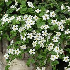 White Snowtopia Flower seeds for Planting Compact Growth, Heirloom & GMO Free Seeds for Home Garden vegetable and garden seeds