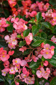 Premium Burgundy Begonia Flower seeds for Planting Easy to Grow, Heirloom & GMO Free Seeds for Home Garden seeds