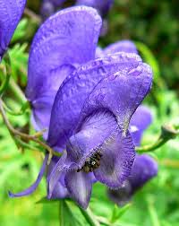 Aconitum Napellus Flower seeds for Planting Premium Quality, Heirloom & GMO Free Seeds for Home Garden seeds for planting
