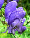 Aconitum Napellus Flower seeds for Planting Premium Quality, Heirloom & GMO Free Seeds for Home Garden seeds for planting