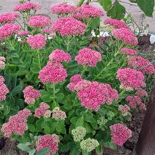 Spectabile Flower seeds for Planting Low Maintenance, Heirloom & GMO Free Seeds for Home Garden seeds for planting